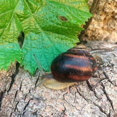 Мезо-маска для лица, шеи и зоны декольте (с муцином улитки)