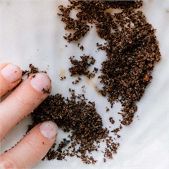 Скраб для тела, кофейный, натуральный «Мята»